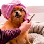 banho-cachorro