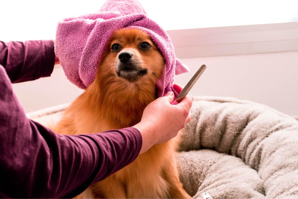 banho-cachorro