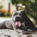 doencas-de-pele-em-cachorro