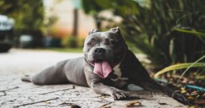 doencas-de-pele-em-cachorro