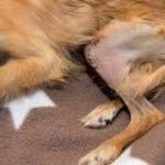cirurgia ortopédica cirurgia veterinária barata em caes