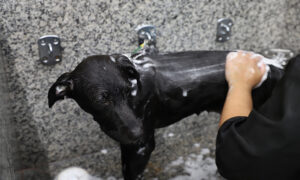 banho_cachorro3-1