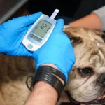 Cuidado que seu melhor amigo sente, confiança que você merece