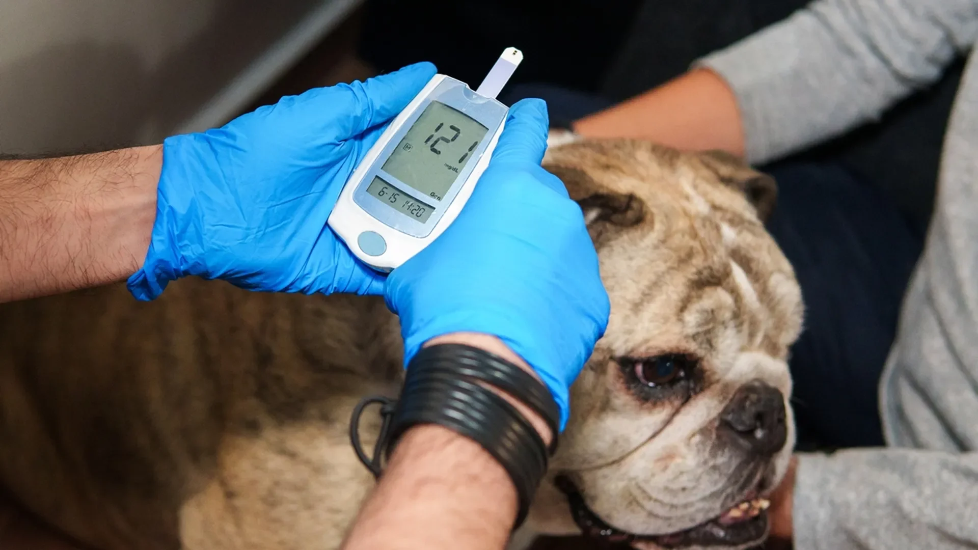 Sinais de alerta que ajudam tutores a identificar diabetes em cães