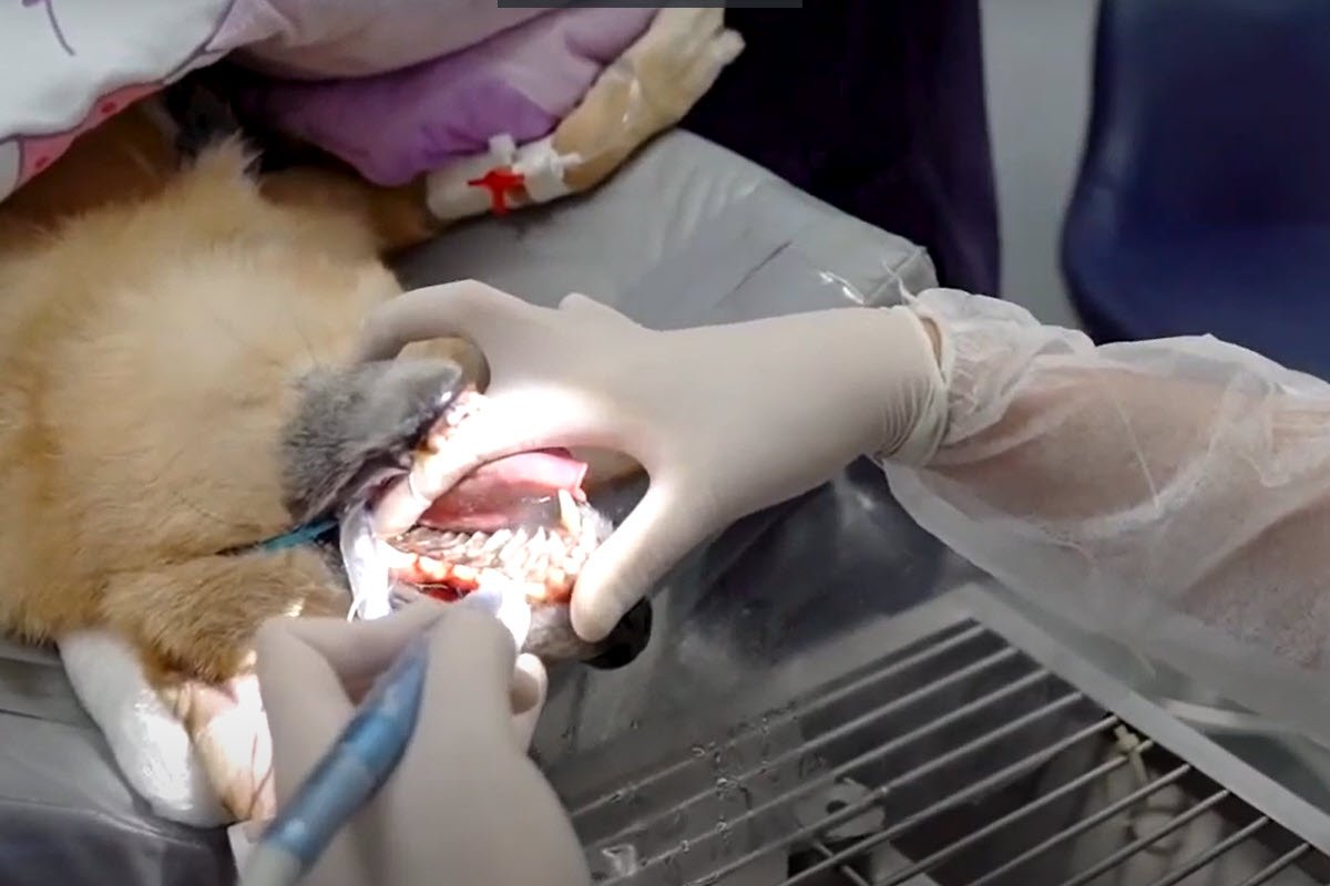 Porque fazer profilaxia dental em pets?