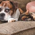 Avanços na Longevidade e Geriatria